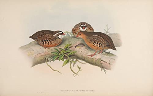 Peinture Murale d'art Oiseau John Gould pour Salon Cosy