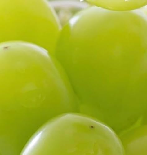 [2026年発送分 先行予約]岡山県産 シャインマスカット 600g[ご家庭用][025-a034] (600g以上(1房))