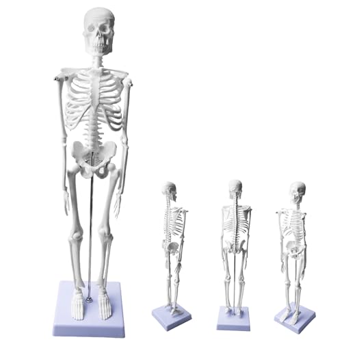 Behogan Modelo de esqueleto humano para anatomia, modelo de anatomia de esqueleto pequeno, modelo de esqueleto humano com braços e pernas móveis, modelo de corpo humano para aulas de anatomia