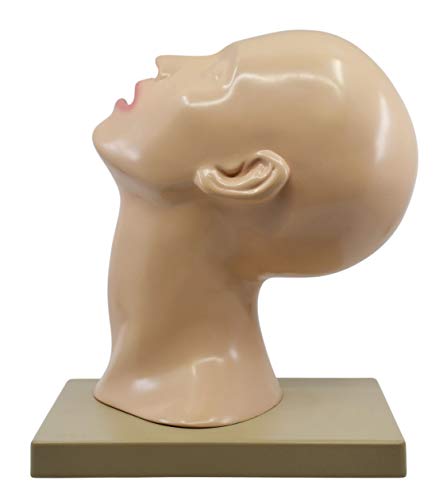 Image of EISCO Nasal Swab Training Model, 12 Inch - for Demonstration of Nasopharyngeal Testing - Made of PVC