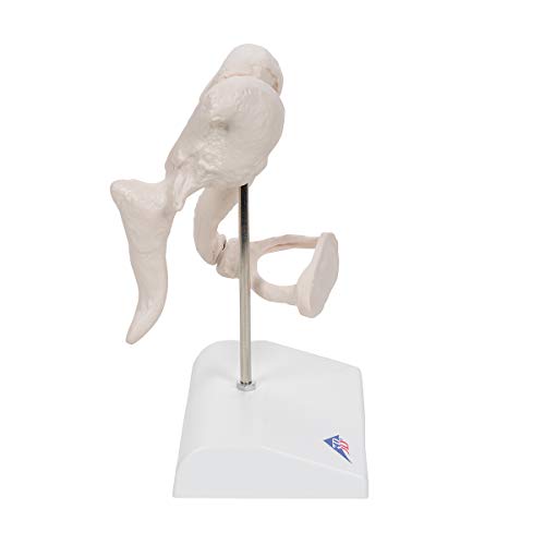 Image of 3B Scientific A101 Ossicle Model-BoneLike 20x Life Size - 3B Smart Anatomy