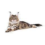 ROYAL CANIN Maine Coon Adult | Doppelpack | 2 x 400 g | Trockenfutter für Katzen | Angepasst auf den Bedarf von Maine Coon Katzen | Zur Unterstützung der Gelenke und Knochen