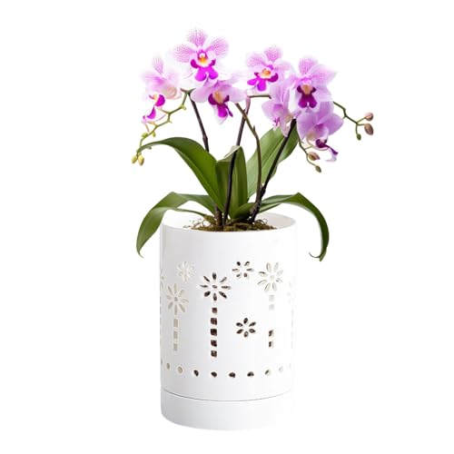 Maceta de Cerámica para Orquídeas de 4 Pulgadas, Macetas para Orquídeas con Agujeros y Bandeja para Promover la Circulación y el Drenaje del Aire, Maceta para Interiores y (A)