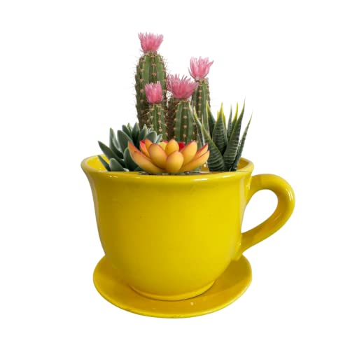 Macetas, Kitchen MIS AMORES Maceta de cerámica en forma taza amarilla minimalista suculentas cactus