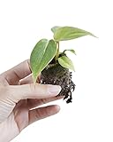 PLNTS - Baby Philodendron Philodendron Gloriosum (dark Form) - Zimmerpflanzen, Pflanzen Echt, Nachhaltige Verpackung - 3cm Stecklinge - Höhe 10cm - Direkt von der Gärtnerei