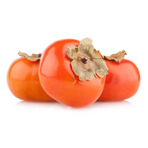 Genérico, Muda de Caqui Rama Forte 50 a 80cm AMK - Plantas Online