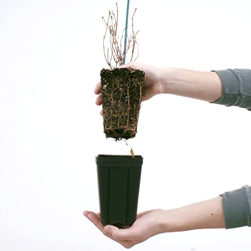 Bloomin' Easy® Weigela Stunner™ 4" Potted Rocketliners® Set Of 3 Plants By Van Zyverden #TOP4