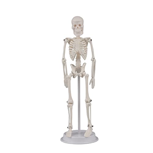Ultrassist UL0136 Mini Human Skeleton Model thumb #1