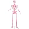 Amazon.com: Fun Costumes Pink Animated Giant Skeleton Decoration, 8 ...