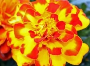Indian Gardening FIndian Gardening French Marigold Sparky Mixed Colours Flower Seeds - 50 Seeds