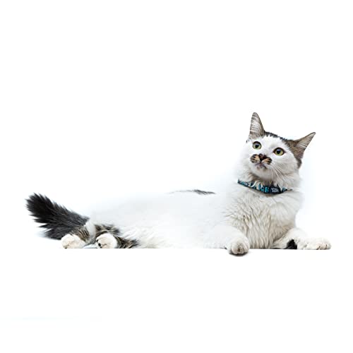 Toh Coleira De Gato U Noronha