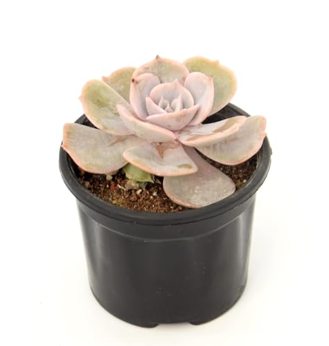 Image of Echeveria Laui Live Succulent with Pot | Rare Powder-Blue Rosette Plant | Low-Maintenance Indoor Decorative Succulent for Desk, Home & Office | Fresh Healthy Live Plant