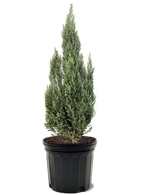 Juniper Blue Pointe, Silver-Blue Foliage, Evergreen Shrub, Versatile, Elegant, 7 gal, Nursery Pot (Due to Agricultural Laws, we Cannot Ship to CA, AZ, AK, or HI)
