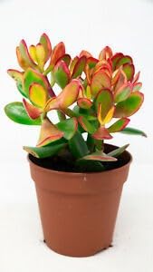 FasanGreen Fruit Jade Plant for Indoor and Outdoor with Pot (Multicolor, 170mm) (892) (B0CHFG63YQ) Amazon Price History, Amazon Price Tracker