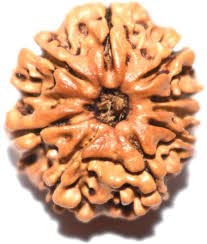 Retrend Design Nav Mukhi Rudraksha 9 Mukhi with Silver Pendent & dori from Nepal by Lab Certified. ?? ? for Men & Women Blessed by Durga Maa