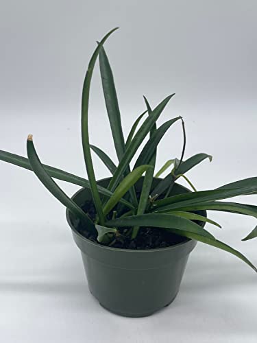 Hoya Kentiana, Very Full 4" Potted Starter, Honeyplant Waxplant Porcelain Flower #TOP2