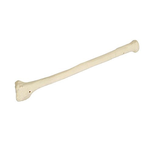 Image of 3B Scientific 1005122 Orthobones Right Radius Bone Model