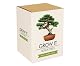 Bonsai-Starter-Kit von Gift Republic Grow It Geschenkset