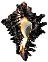 Divine Shoppe Natural Shani sankh for puja. 2inch