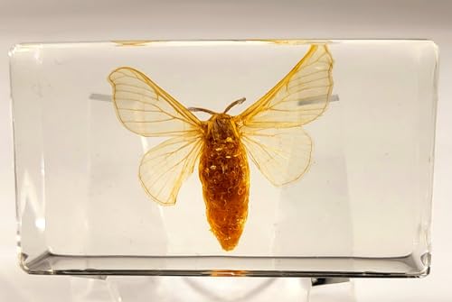 Image of 2.8 inch Real Silkworm Moth in Crystal Clear Lucite Resin Specimen Preserved Taxidermy Paperweight Crafts Collection for Biology Science Education & Desk Ornament Display Supplies