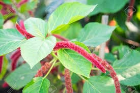 Gurveplantationi® - Acalypha Hispida Plant Long Red Flowers Full Year Flowering and Medicinal Chenille Red Hot Cats Tail Cattail Ekur Kuching Buntut Kucing Live with Pot (Pack of 1) (B0BBGQ3NHX) Amazon Price History, Amazon Price Tracker