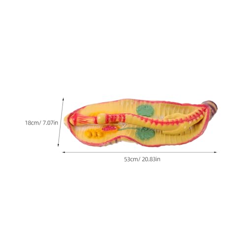 Modèle d'anatomie de ver de terre pour enseignement en classe sans dissection - 2