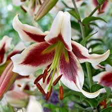 Siddhi Vinayak Gallery® Imported Nepalense Lilium/Nepal Lily