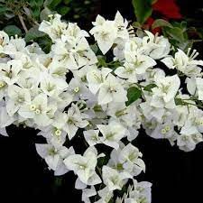 NDS- Real Live Bougainvillea Dwarf Yellow Plant Live Out Natural Plant (White) (B0CVDTKFQJ) Amazon Price History, Amazon Price Tracker