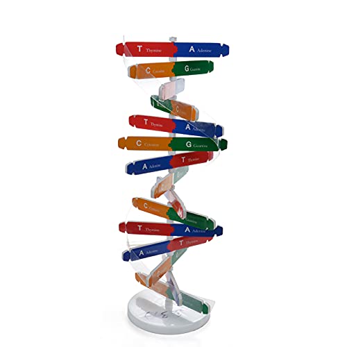 Heave Kits de DNA de genes humanos, ferramentas de ensino de ização de ciências de hélice dupla para