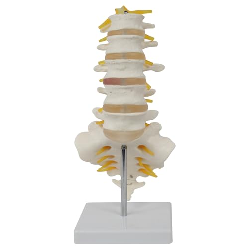 Colonne vertébrale modèle lombaire en PVC à 5 pièces pour enseignement de l'anatomie