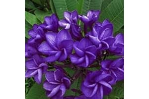 Flourish with Enchanting Purple: 5 Dark Plumeria Seeds for Garden Bliss