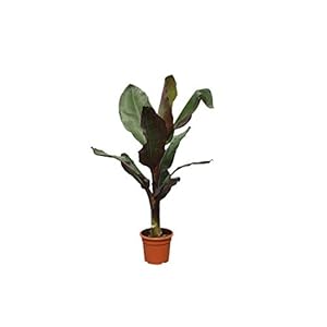 Rode sierbanaan – MUSA MAURELLI – 160 cm – A+