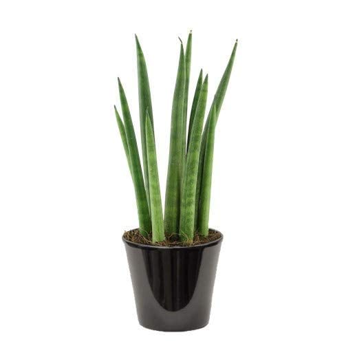 Roohi Plant Aka Snake Green Plant Pot (B0BPXYK3LX) Amazon Price History, Amazon Price Tracker