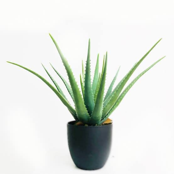 Zomoloco_Aloe Vera Plant-A12 k