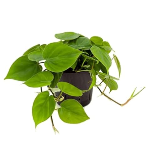 Philodendron Scandens Indoor Climbing Plant, in 2 Litre Pot- Sweetheart Plant