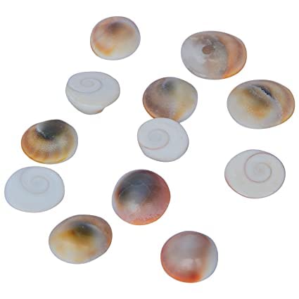 Gomti Chakra lot de 50 coquillages spirituels pour harmoniser votre maison