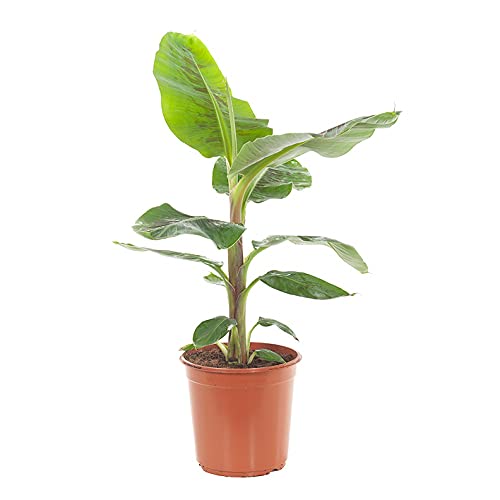 Grafted Banana Red Plant with Pot (B09BR6K9R8) Amazon Price History, Amazon Price Tracker