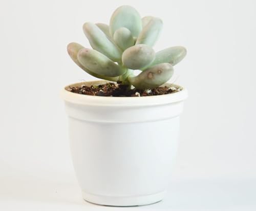 Image of Moonstone Succulent Live Plant with Pot | Rare Pachyphytum Oviferum | Pastel Pink-Blue Chubby Leaf Succulent | Low-Maintenance Indoor Plant for Home Decor & Gifting