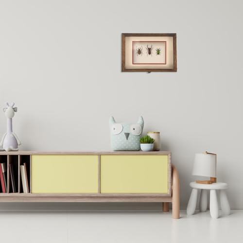 Boîte à spécimens d'insectes de qualité supérieure avec vitrine acrylique pure