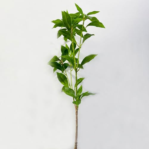 [LJKI] lHϗtA tFCNO[ ϗt  L R 傫 n AZr z[fR[V a 120cm er   CeAO[ rO  j lHϗt Vv sv {