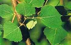 Aspen Bach Flower Remedy by Dr Bach