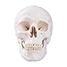 LYOU Human Skull Model for Learning, Skull Model, Life Size Human Head Skull Anatomical Model, Not Smudged for Medical Student Human Anatomy Study Course(White Skull)