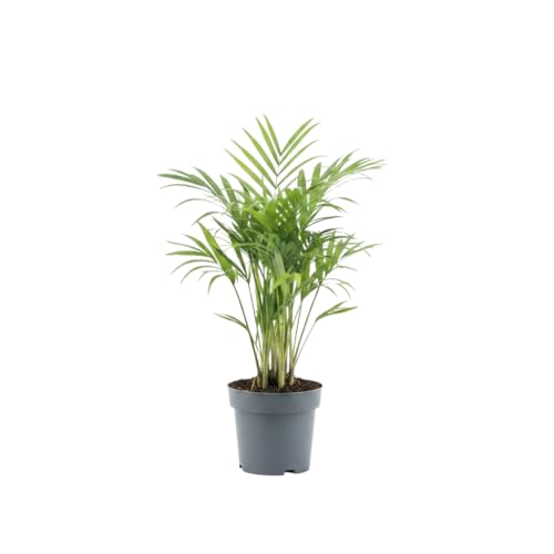DECOALIVE Palmera Tropical Dypsis Lutescens Maceta de 10 Centímetros Altura 35 cm Planta de Interior Natural