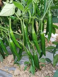 WoFLoo Live Hari Mirch/Green Chili Plant with Pot (B0B8SCG577) Amazon Price History, Amazon Price Tracker
