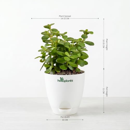 Image of Black Raven ZZ, Jade Plant & Snake Plant Live Indoor 3-Plant Combo in 4-Inch Self-Watering Matte White Pots | Hard-to-Kill, Low-Maintenance Houseplants for Home, Office & Bedroom Decor