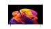 Abbildung LG OLED55B68LA TV 55 Zoll (139 cm) 4K OLED AI TV (α8 Gen3 4K AI Prozessor, webOS 26, 120Hz (VRR bis zu 120Hz)) [Modelljahr 2026] [Energieklasse F]