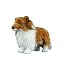 Shetland Sheepdog