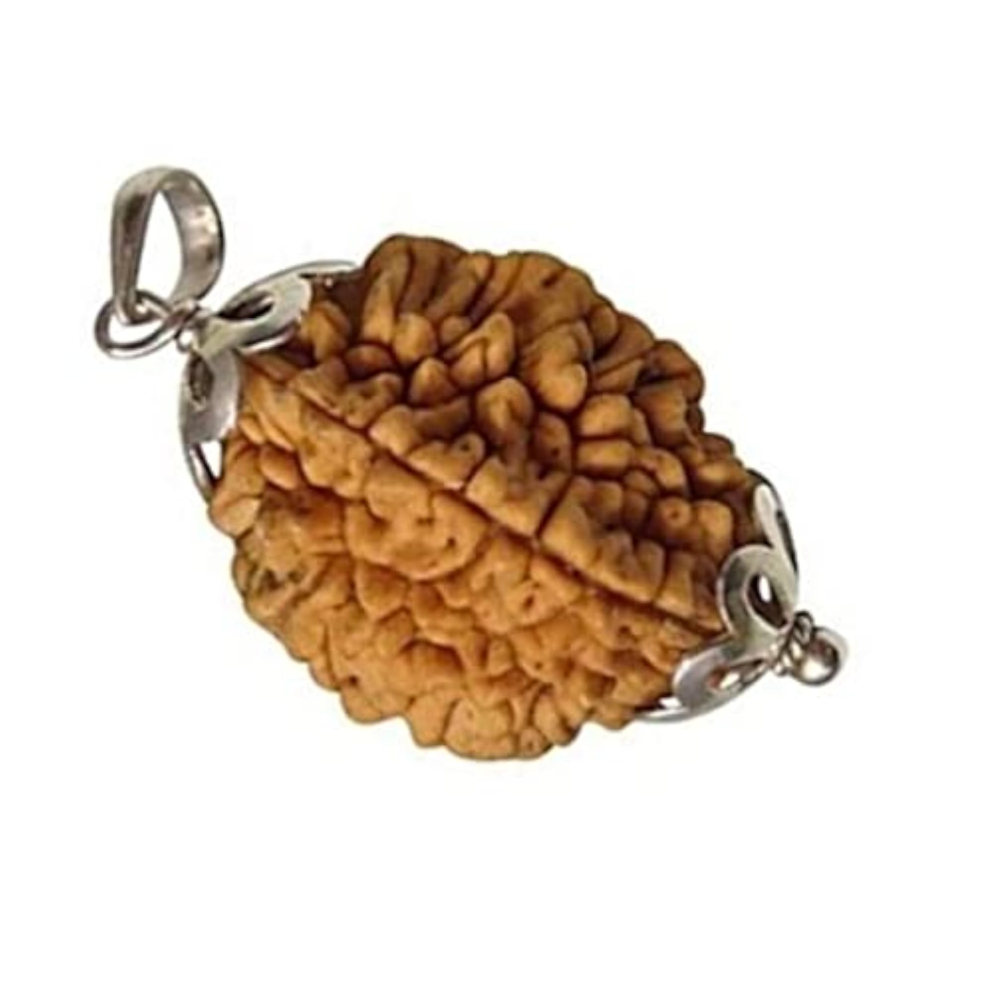 Trinetra Gems 2 Mukhi Rudraksha Original Certified