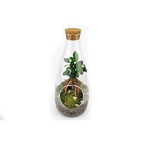 Doe-het-zelf semi-gesloten terrarium”Ficus ginseng” 34 cm | Met jar/planten