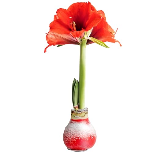 Costa Farms Amaryllis Bulb - Live Plant with Red Flower Blooms, Easy to Grow Indoor Outdoor House Plant, Christmas Holiday De